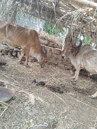 બળદ વેચવાના છે