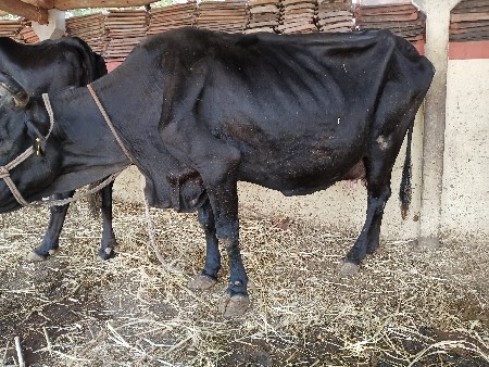 ગાય વેતર 4