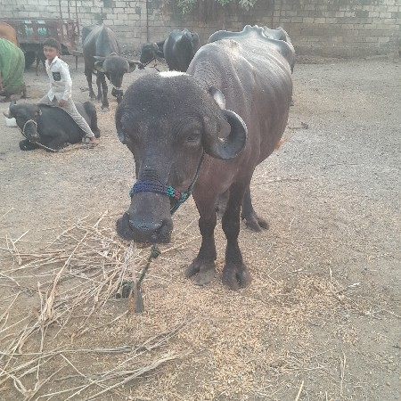ભેસ વેસવાનીછે
