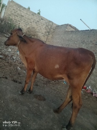 વેચવાની છે