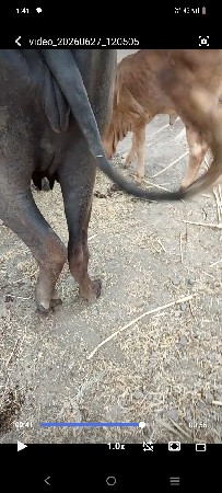 ભેંસ વેચવાની છે