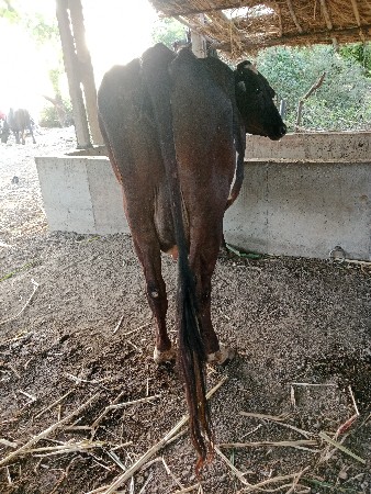 ગાય વેસવાની છે