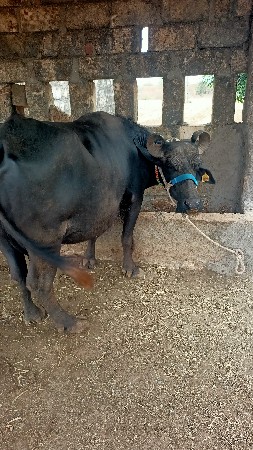 vesvana che