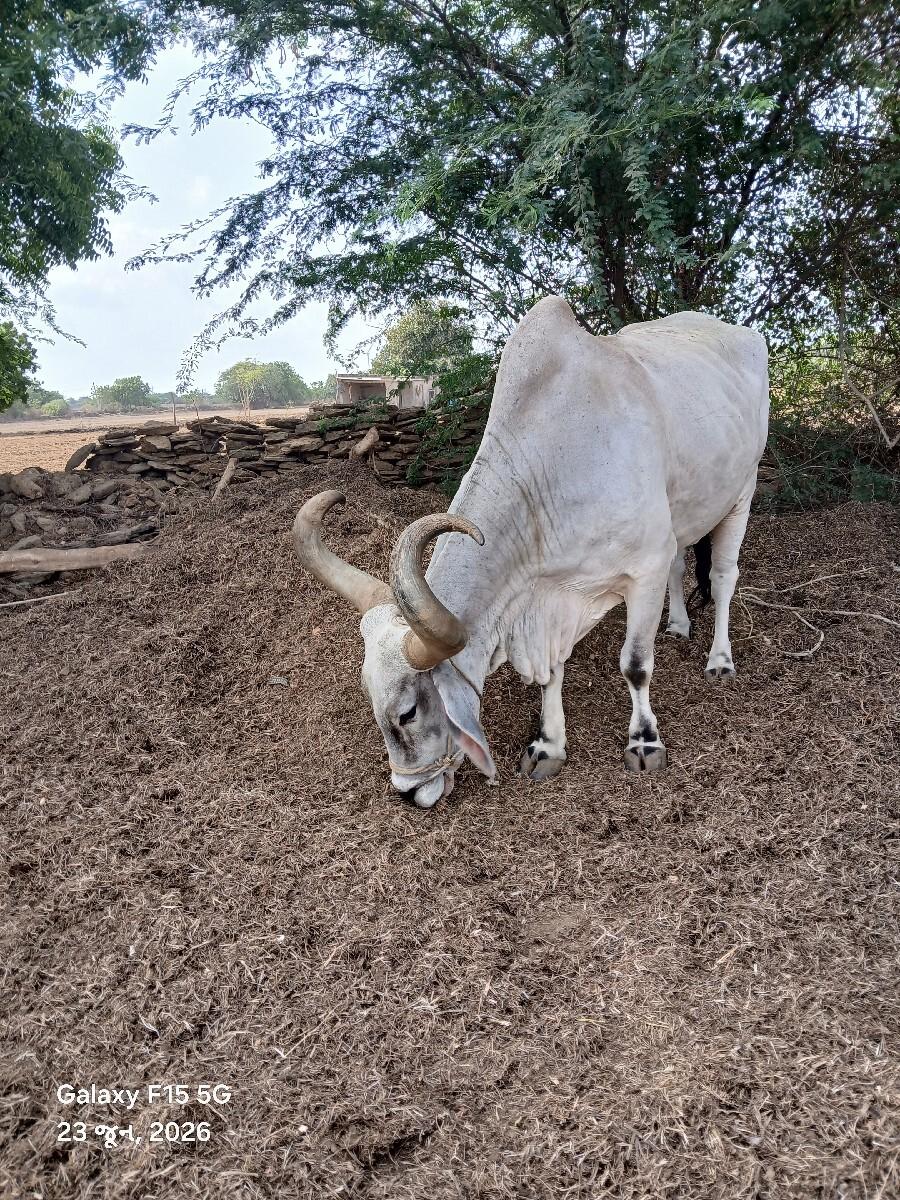 આ બળદ વેચવા ના છે
