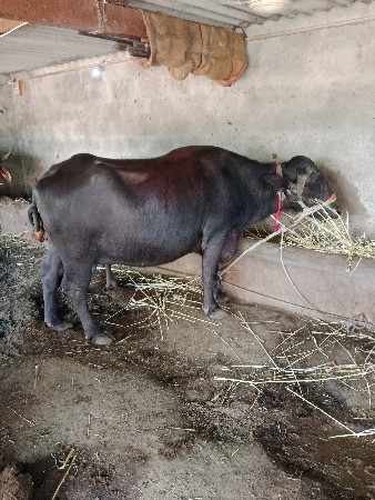 ભેંશ વેચવાની છે 3 જુ વેતર