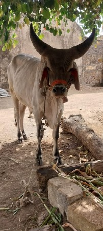 ગોધલા વેચવાના છે