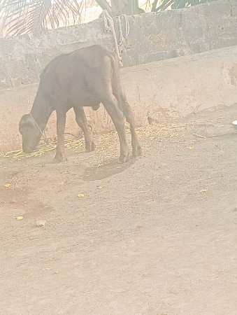 ભેંસ