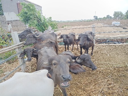 khadela