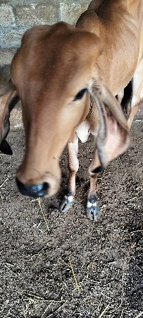 ગીર વાછડી