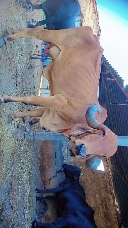 ગાય
