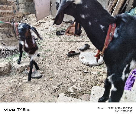 bakra vechavana che