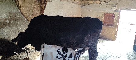 ગાય વેચવાનીછે તાજી વયાણેલી