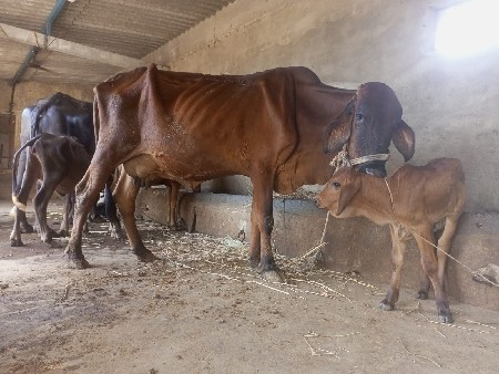 જરશી ગાય કોરશીગ