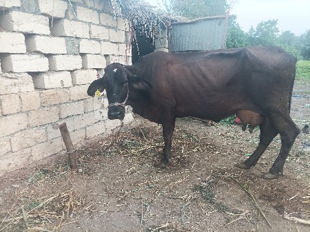 hf ગાય વેસવાની se