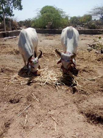 વેચવાના છે લેવા હોય એ જ ફોન કરજો ખ