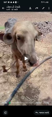 ખડેલી ઓરીજનલ વેચવાની છે
