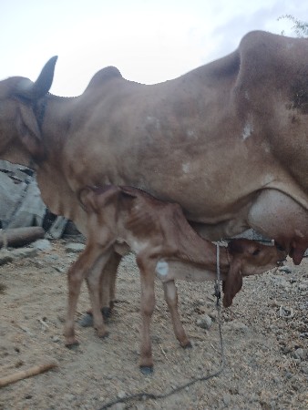ગાયગીરતીજુવેતરદુધસારલીટરવીસદીવસ