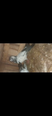 જોડી વેચવાની છે ચાલુ ઈંડા બચ્ચા