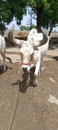 બળદ વેચવાના છે