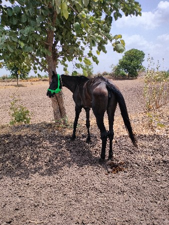 ઘોડી વેચવાની છે 61હાઈટ