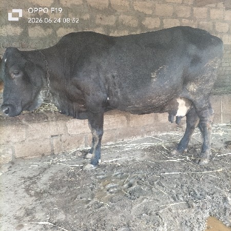 ગાય વેચવાની