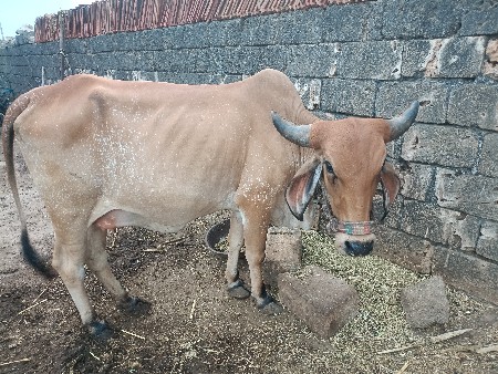 ગાય વેચવાની છે પેલું વેતર