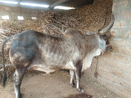 vechvana 2 dhar na che