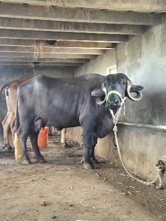 ખડેલી, ભેશ, વયાયેલ, પેલા વેતર