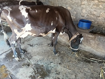 ગાય