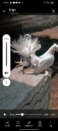 મોરપીછ કબુતર