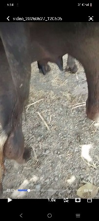 ભેંસ વેચવાની છે