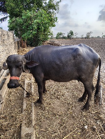 ખડેલી વેચવાની છે