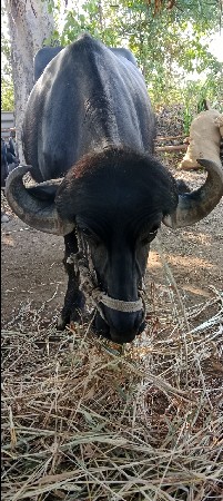 ભેંશ