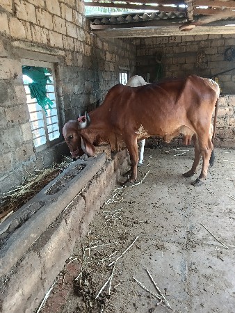 આ ગાય વેચવાની છે