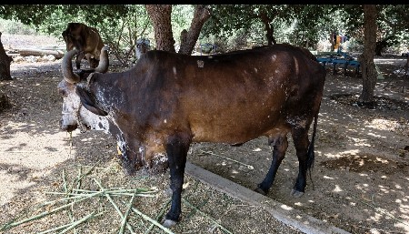 આ ગાય વેચવાની છે.