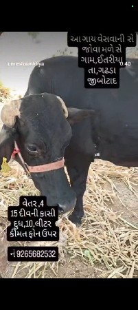 આ ગાય વેસવાની hf જર્સી