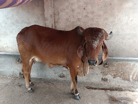 ગાય વેચવાનિ છે