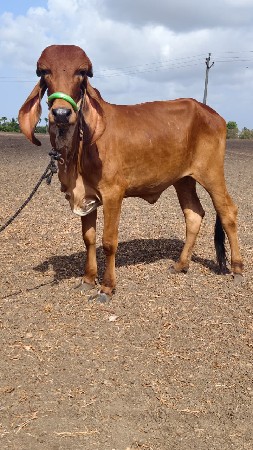 ગીર વાછરડી વેચવાની છે.