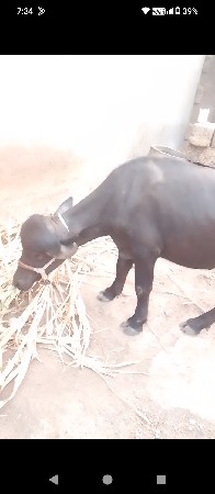 પાડો વેચવાનો સે