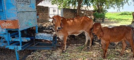 દેસી ગાય