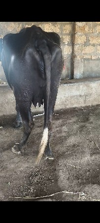 પેલા વેતર ની ખણેલી વેચવાની છે