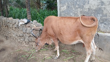 રમેશ ભાઈ સોલંકી