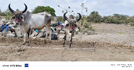 આવા ચડ વેચવાના છે