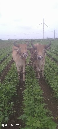 ગોઢલા વેચાવાના છે
