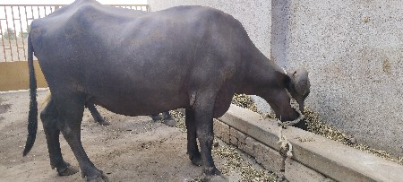 ખડેલી છે