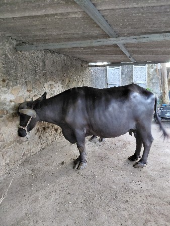 ભેંસ વેચવાની છે