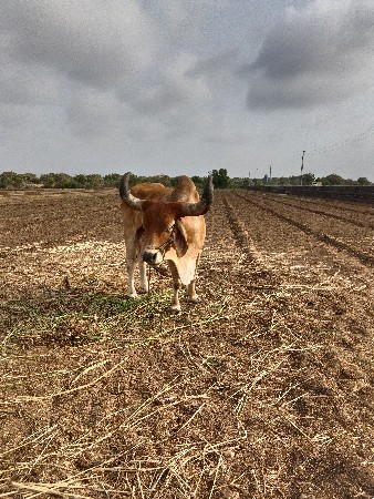 બળદ વેચવા નો છે