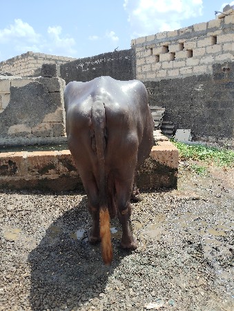 આ ભેસ વેસવાનીછે