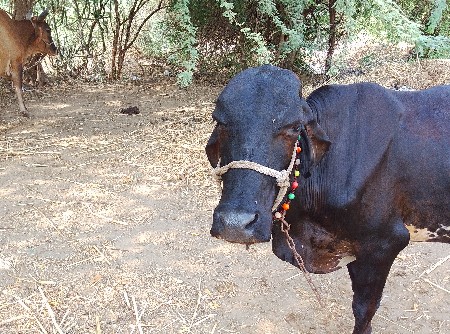 ગીર ક્રોસ