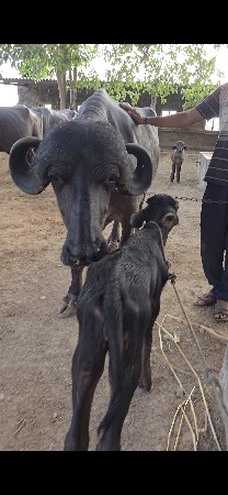 2 વ્યાનેલ ભેંસ વેચવાની છે